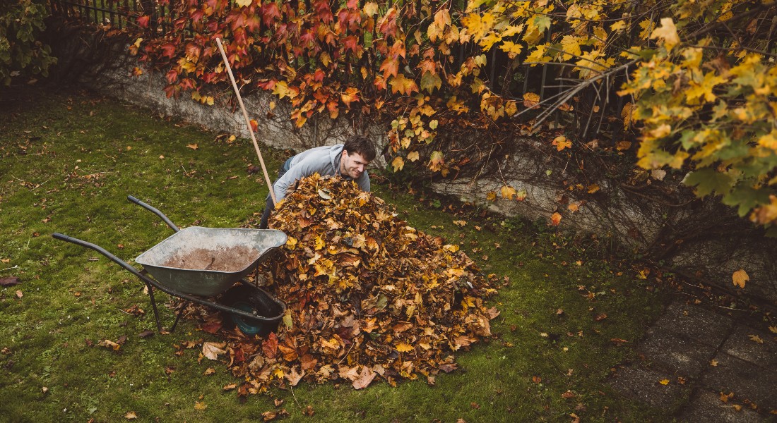 Man cleaning leafs in garden Man cleaning leafs in garden