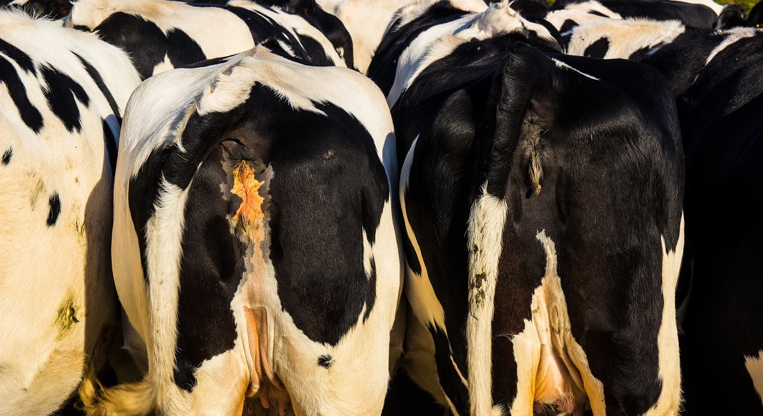 Photo of cows Photo of cows